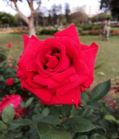 Red color hot point rose in rose garden chandigarh