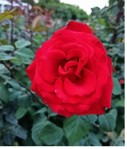 red color kolraga rose in rose garden Chandigarh