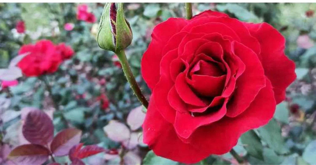 Red color Matt god rose
