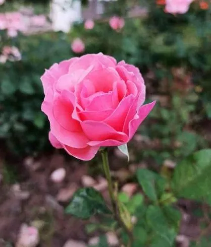 pink color Queen elizabeth flower rose