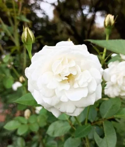white color versha rose