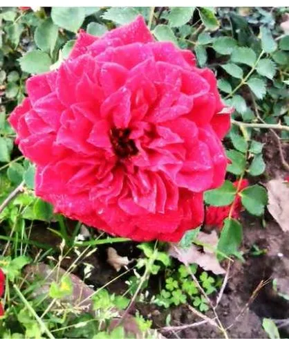 light pink zwergenfee rose in rose garden Chandigarh