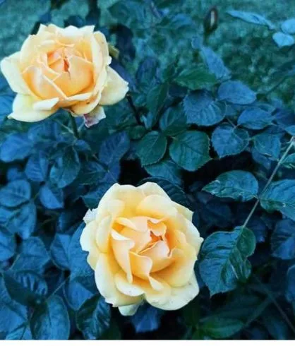 yellow color gold reef rose in rose garden