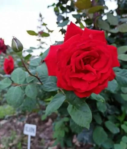 red color okahoma rose