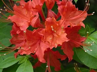 red Rhododendron